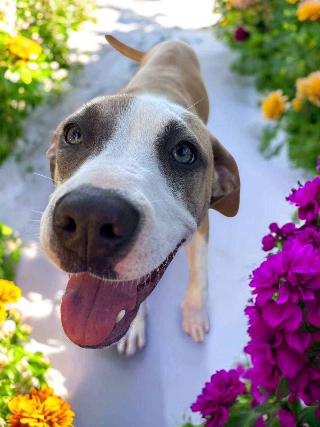 Blossom, a Adoptable Pit Bull Terrier in Orlando, FL image 1/3