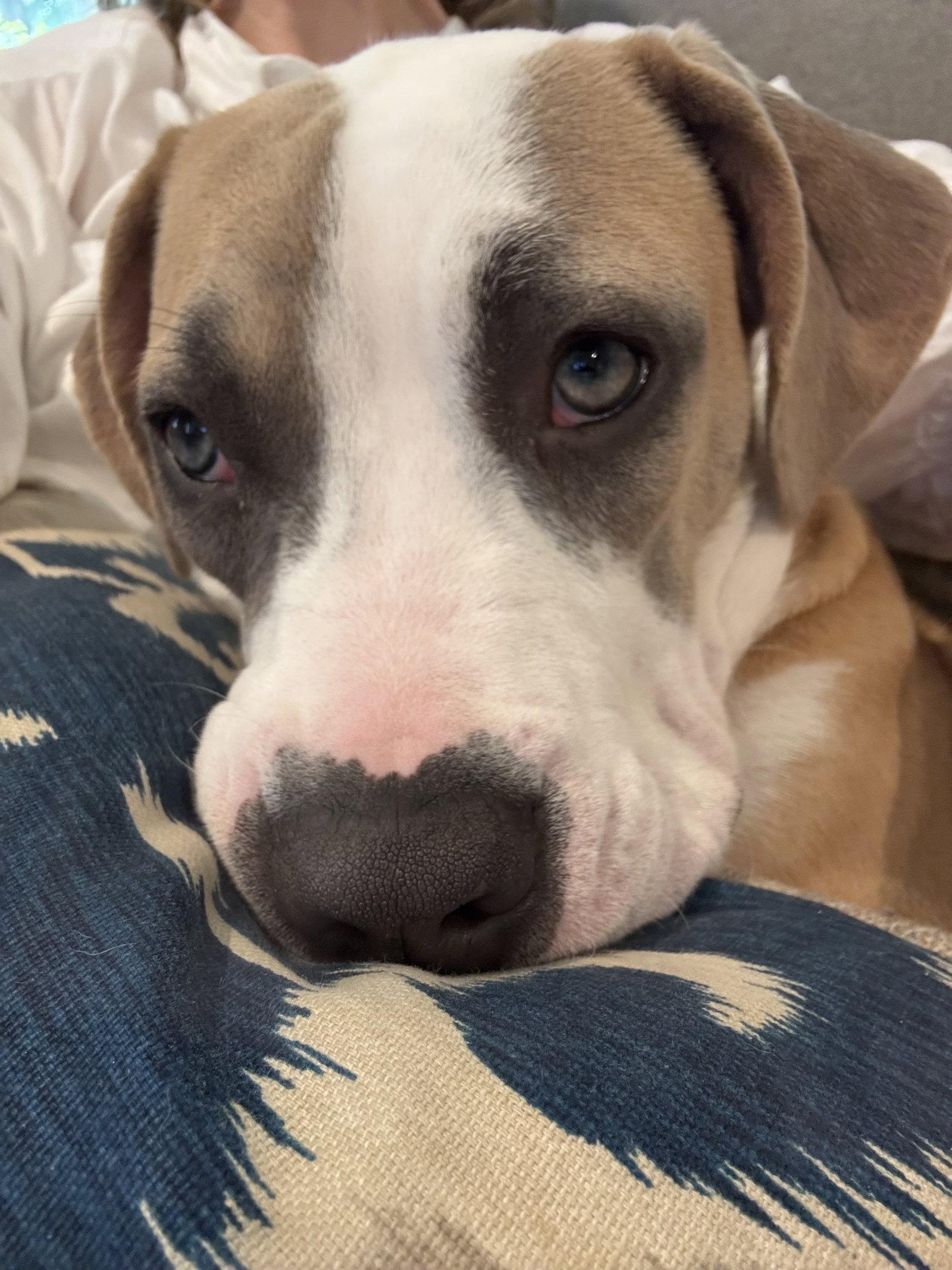 Blossom, a Adoptable Pit Bull Terrier in Orlando, FL image 2/3