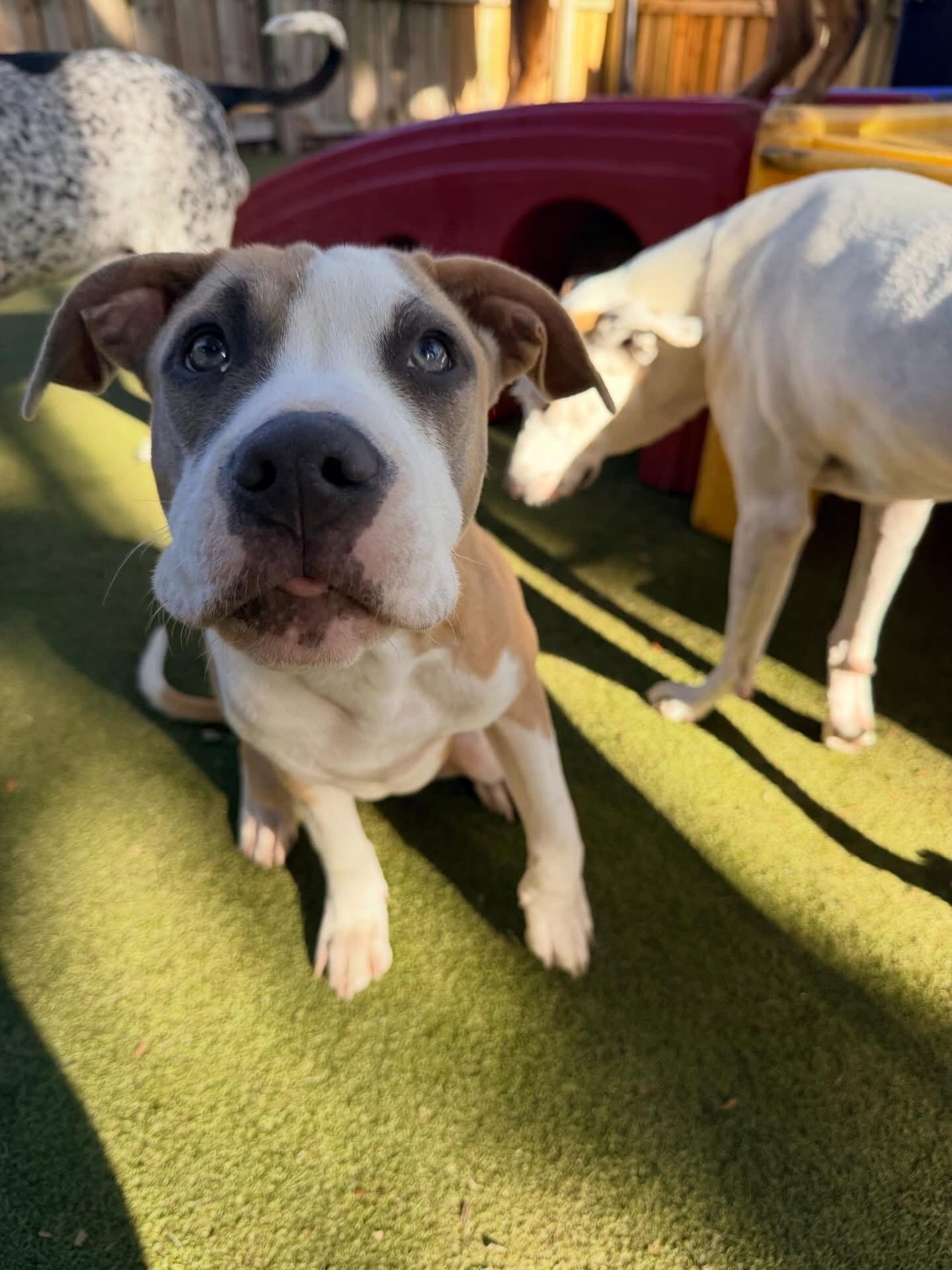 Blossom, a Adoptable Pit Bull Terrier in Orlando, FL image 3/3