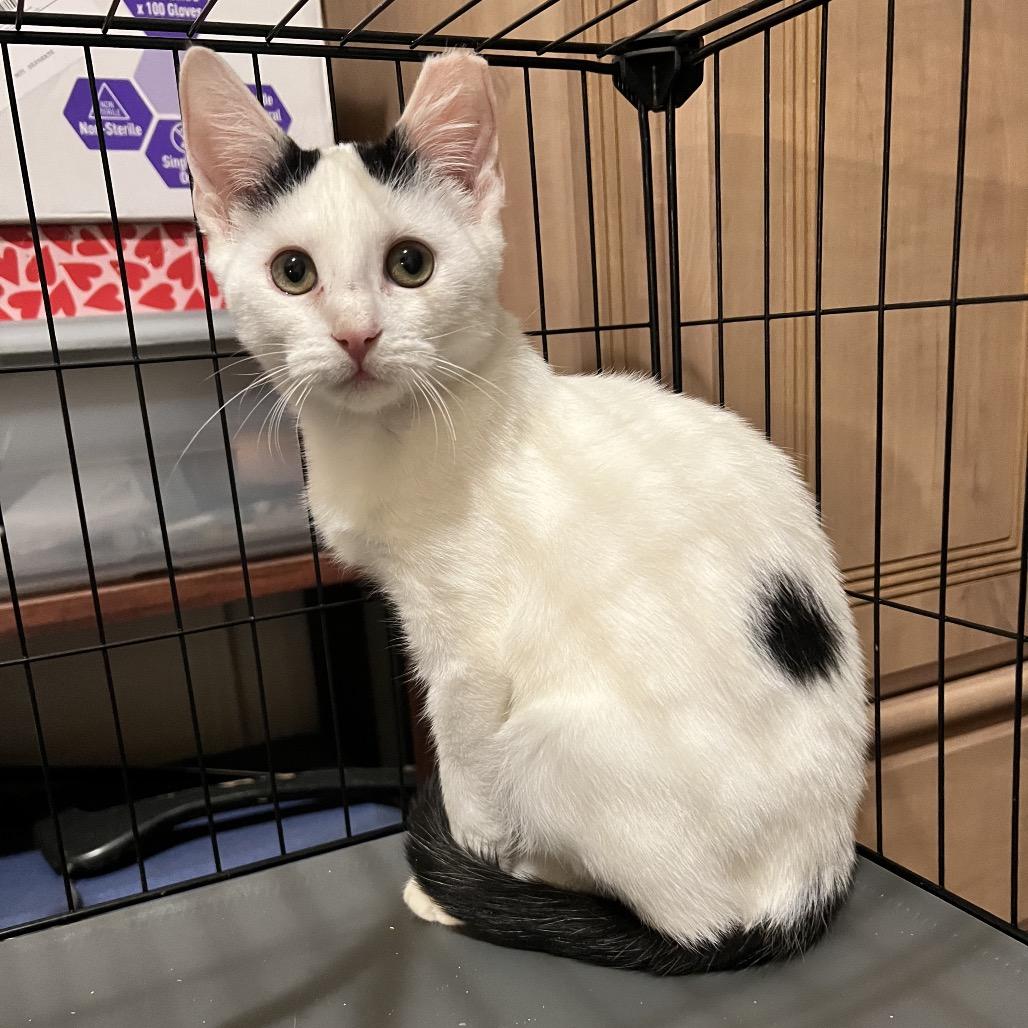 Snoop, a Adoptable mixed breed in Cartersville, GA image 1/5