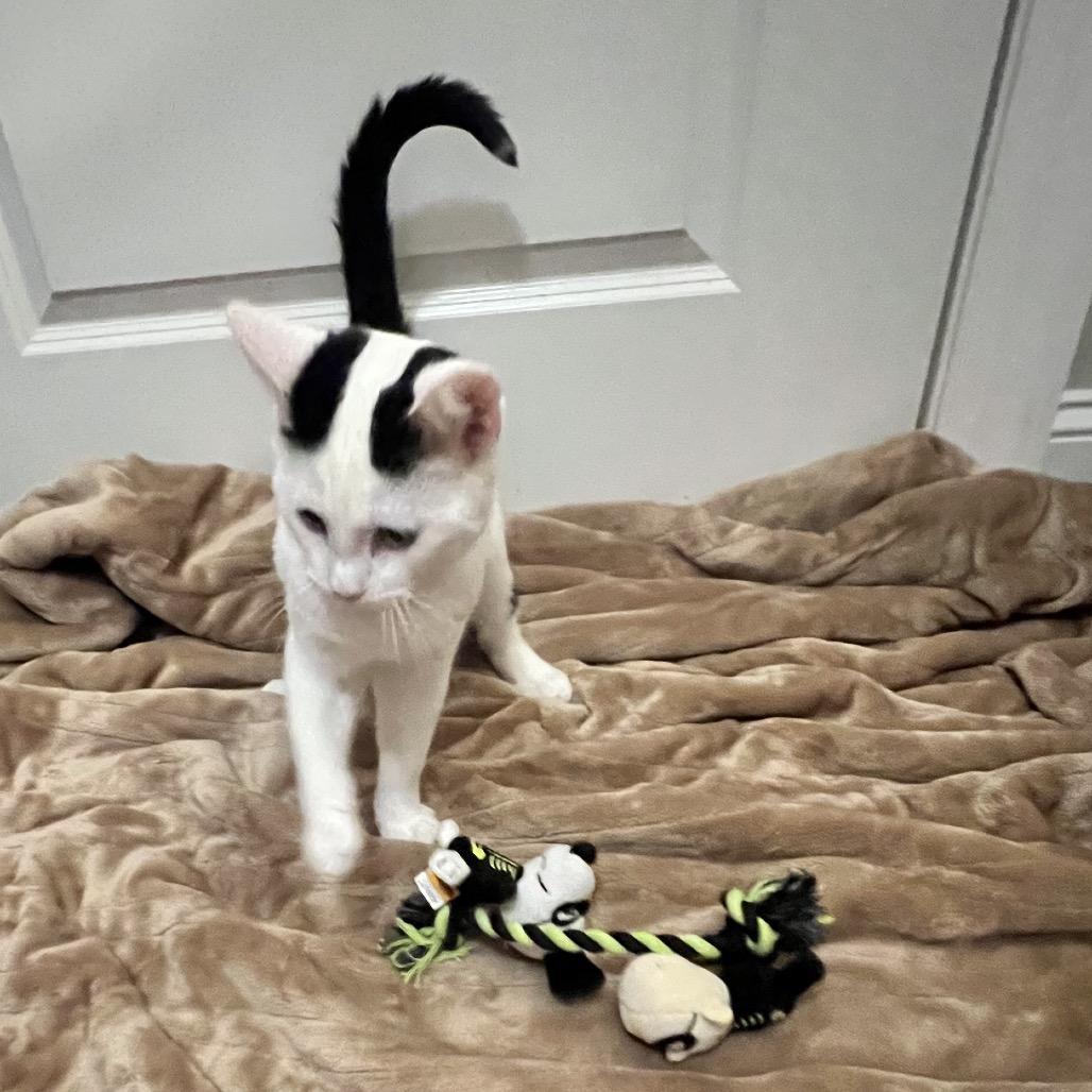 Snoop, Adoptable, Young Male Turkish Van & Domestic Short Hair.