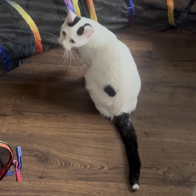 Enlarge Snoop, a Adoptable mixed breed in Cartersville, GA image 5/6