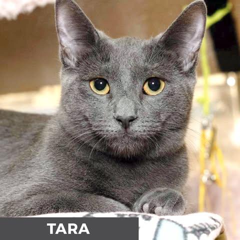 Tara, adopted, Young Female Domestic Short Hair.