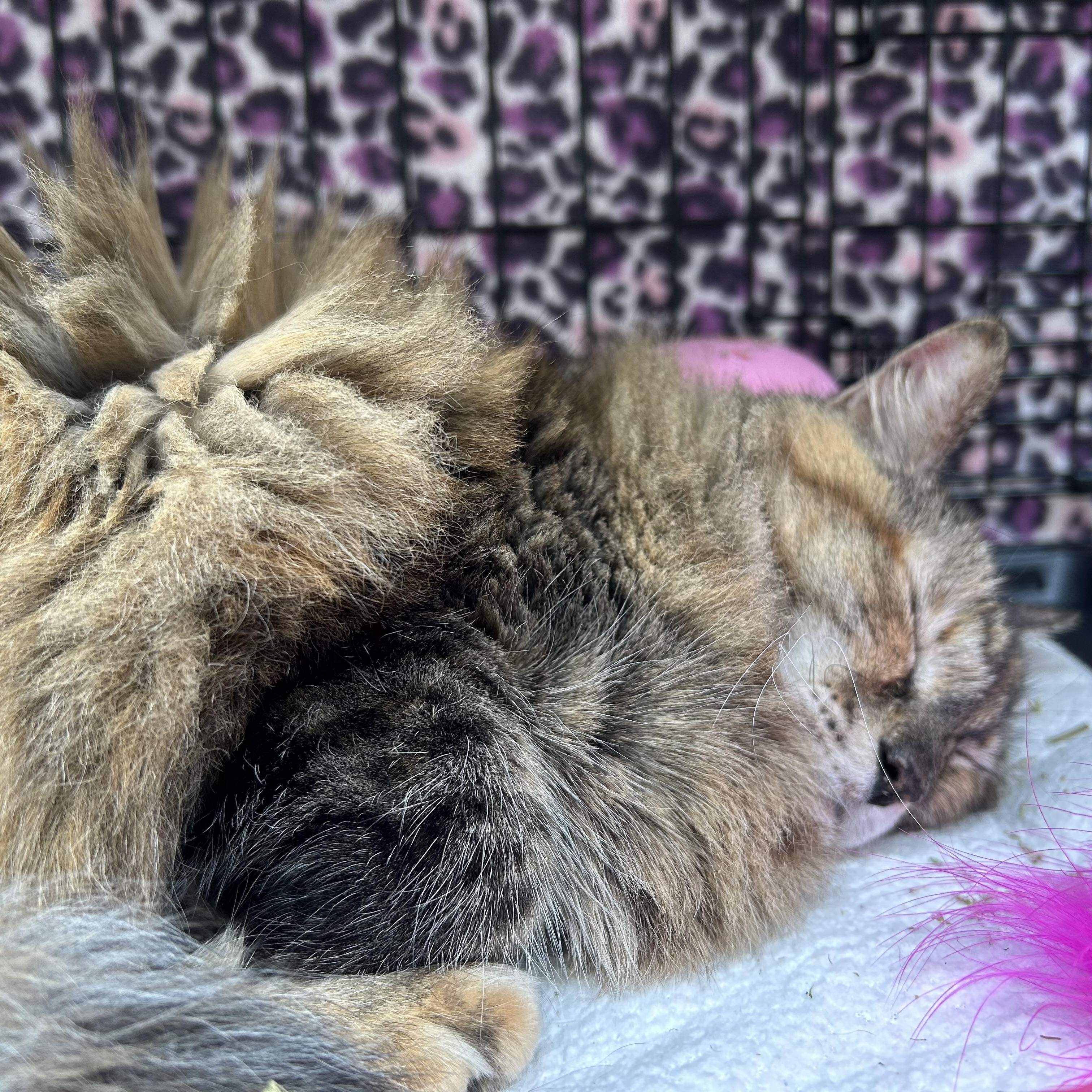 Enlarge Belle (a southern beauty!), a ADOPTABLE mixed breed in Houston, TX image 6/6