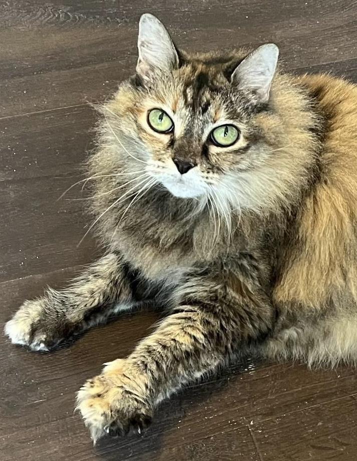 Enlarge Belle (a southern beauty!), a ADOPTABLE mixed breed in Houston, TX image 4/6