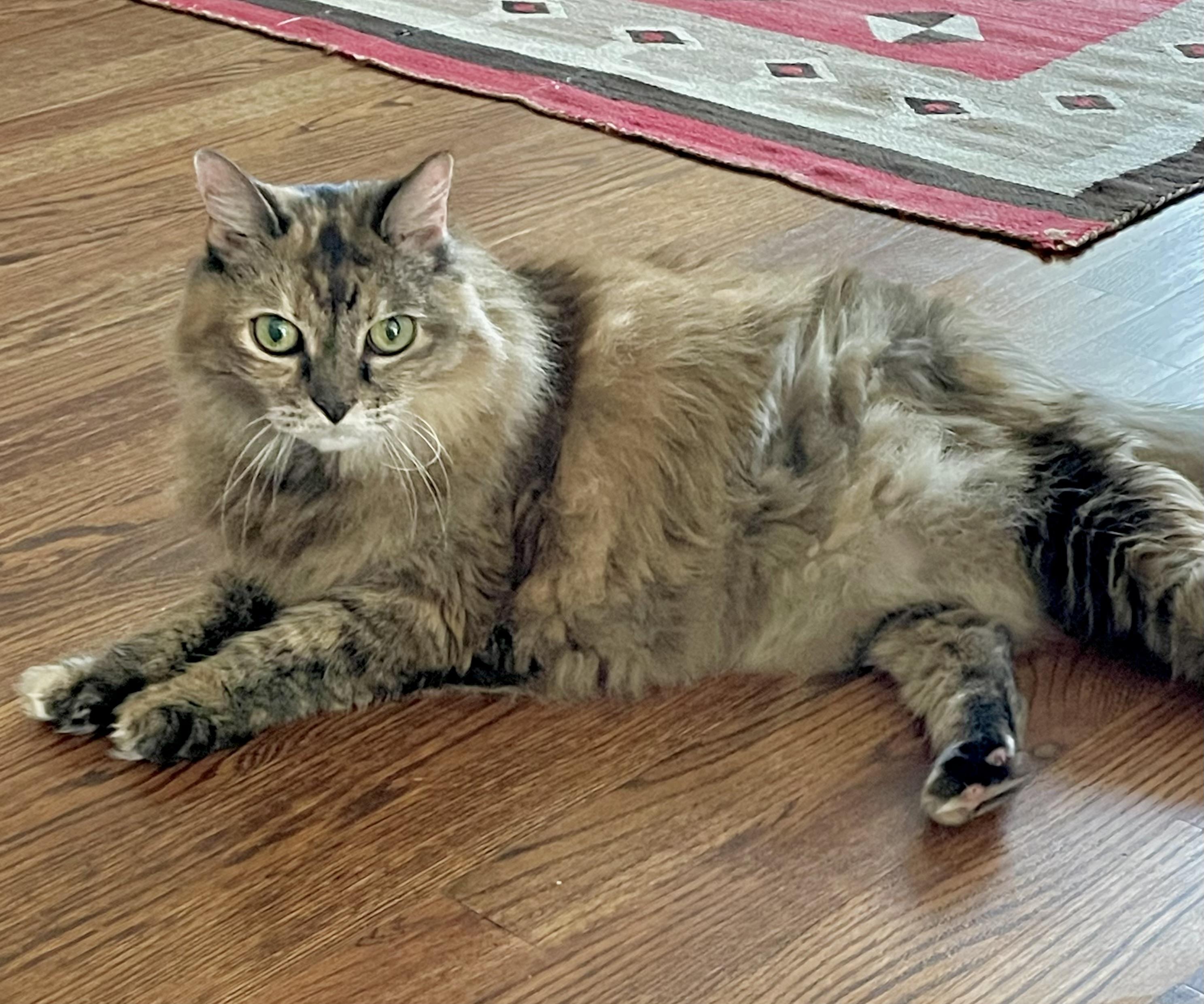 Enlarge Belle (a southern beauty!), a ADOPTABLE mixed breed in Houston, TX image 3/6