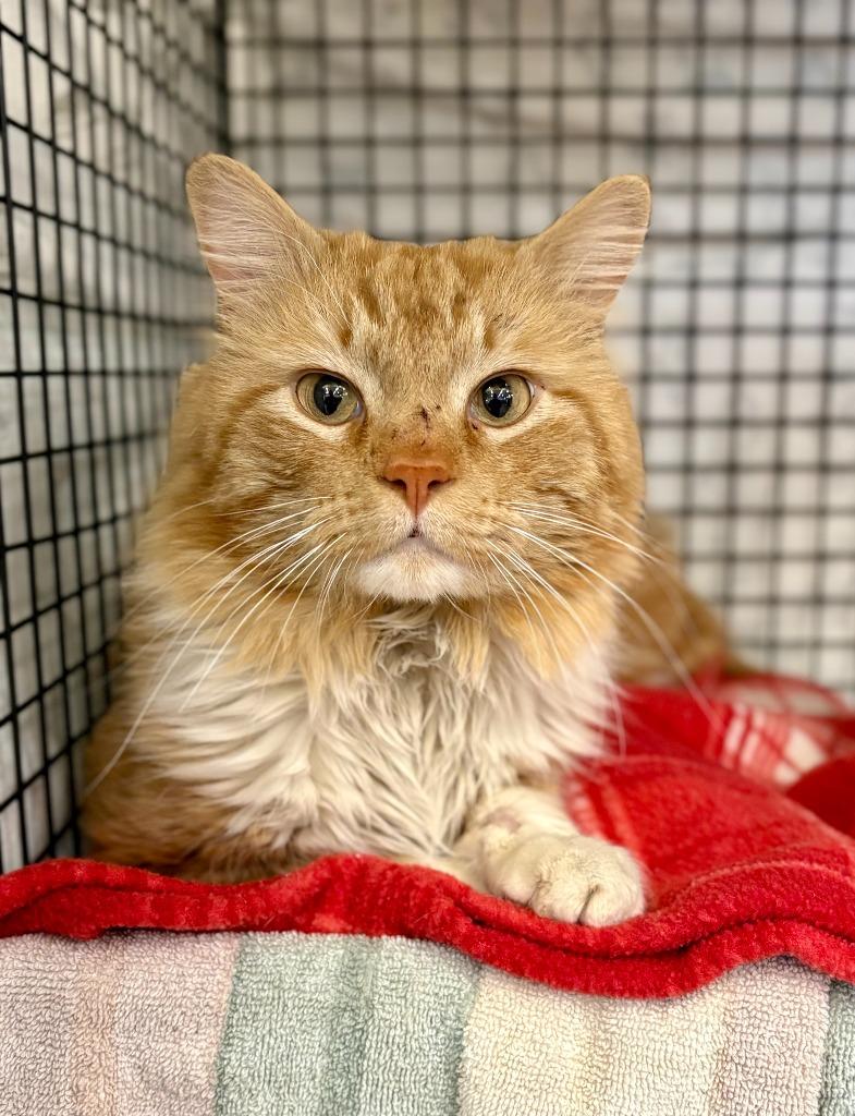 Anudder Fluffer, Adoptable, Adult Male Domestic Long Hair.