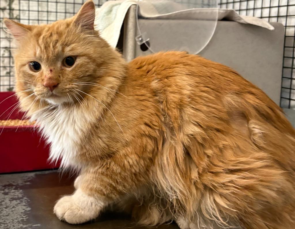 Enlarge Anudder Fluffer, a Adoptable mixed breed in Gillette, WY image 2/2