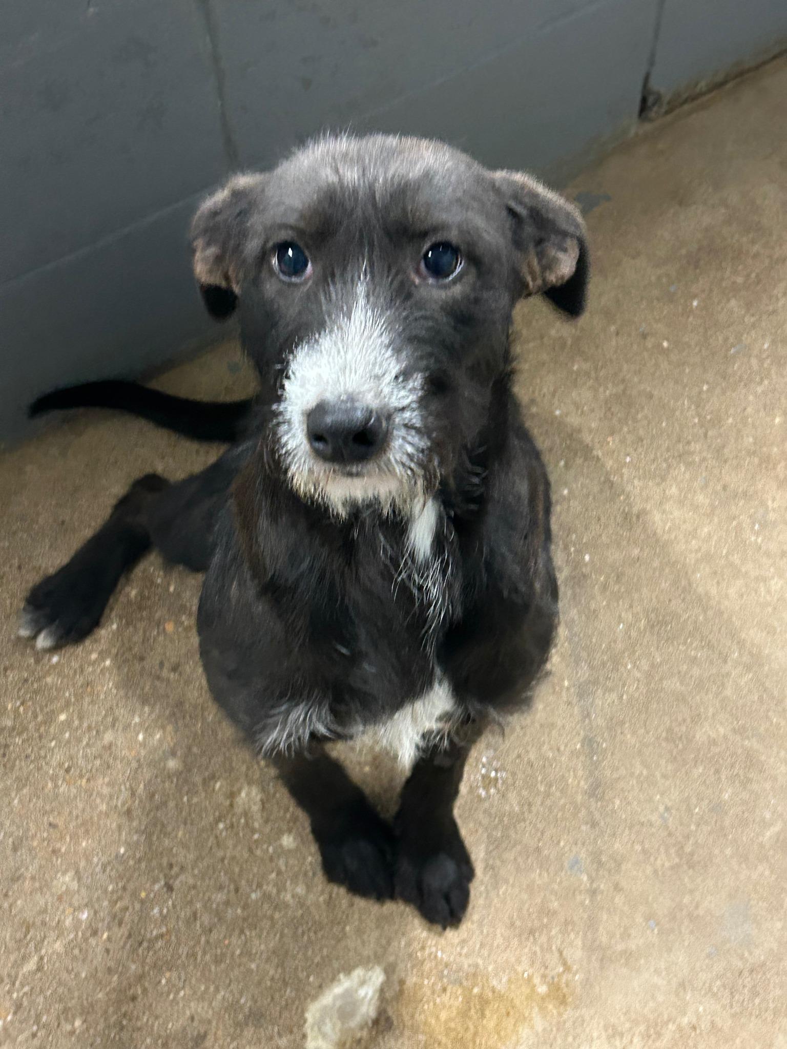 Enlarge Caprice #834, a ADOPTABLE mixed breed in Prichard, AL image 1/1