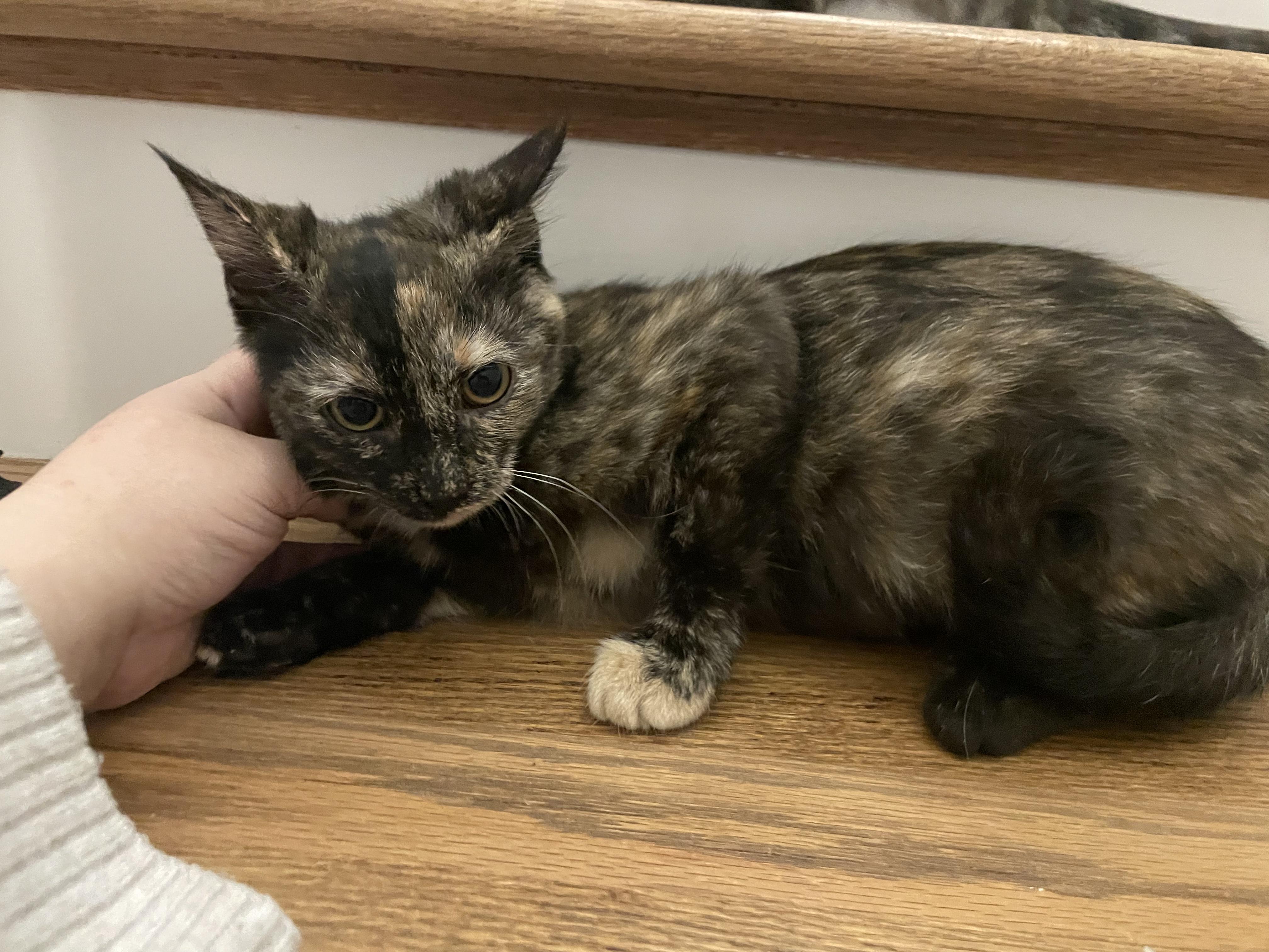 Enlarge Evelyn, a ADOPTABLE Domestic Short Hair in Murfreesboro, TN image 2/2