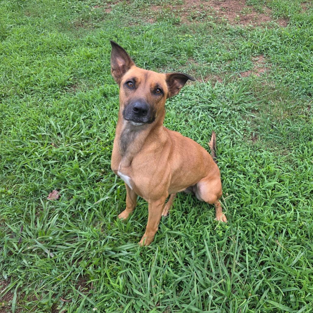 Joy, a Adoptable mixed breed in Marble, NC image 2/3