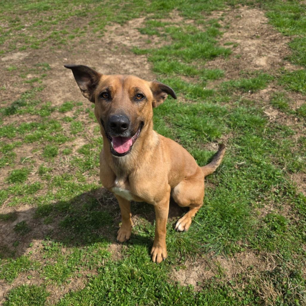Joy, a Adoptable mixed breed in Marble, NC image 3/3
