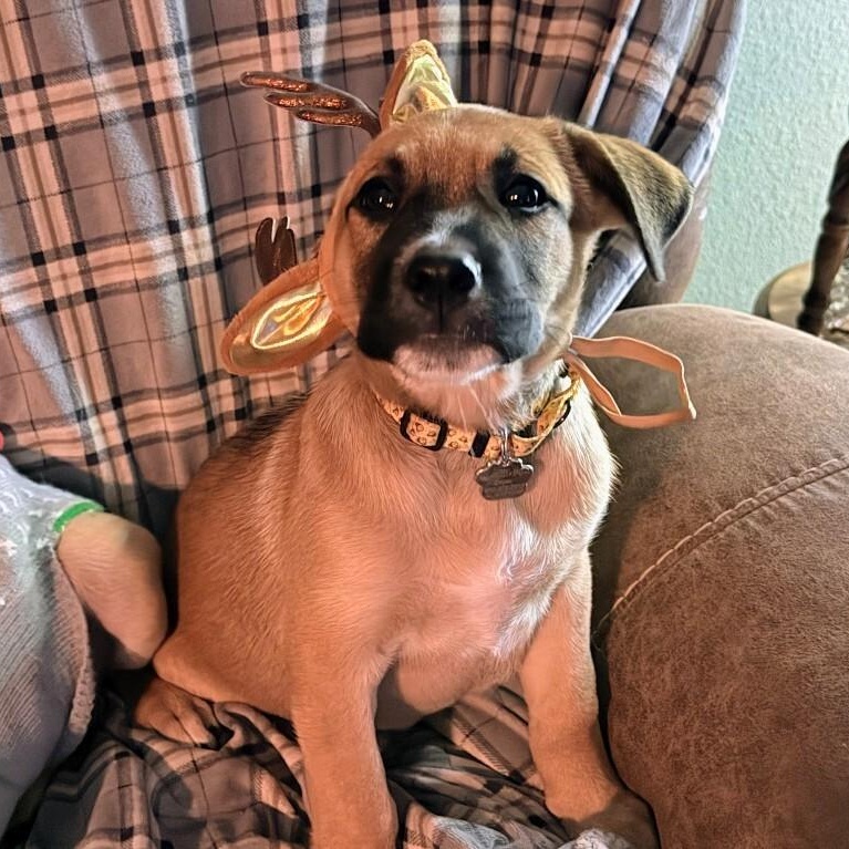 Rice Krispie thumbnail 3