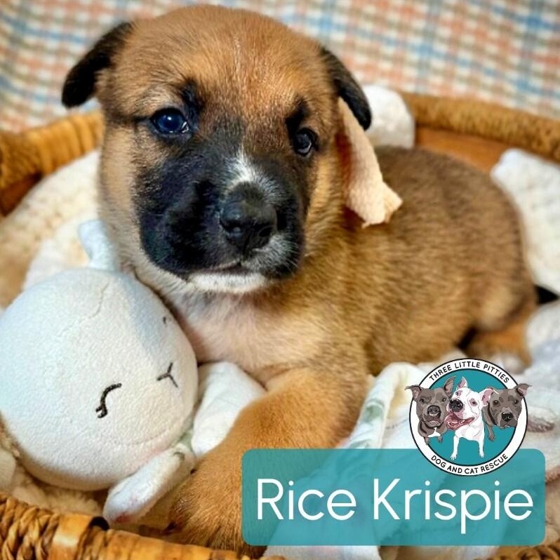 Rice Krispie thumbnail 4