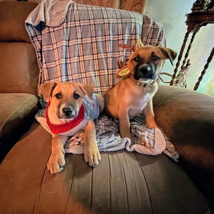 Rice Krispie thumbnail 5