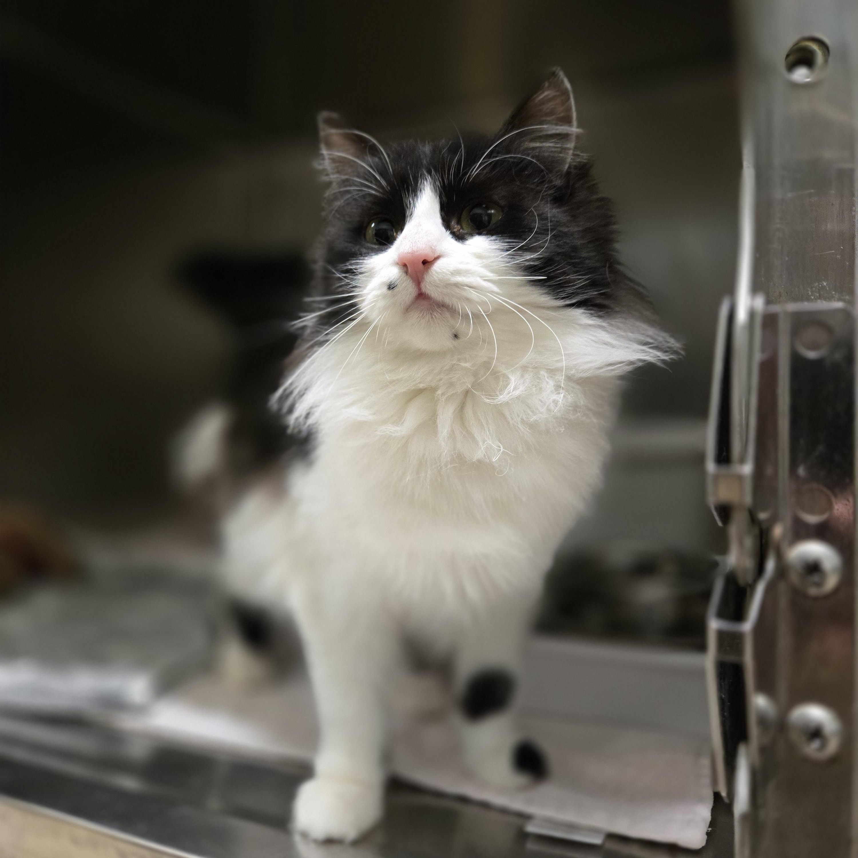 Enlarge Ophelia , an adopted Domestic Medium Hair in Paris, ME image 2/2