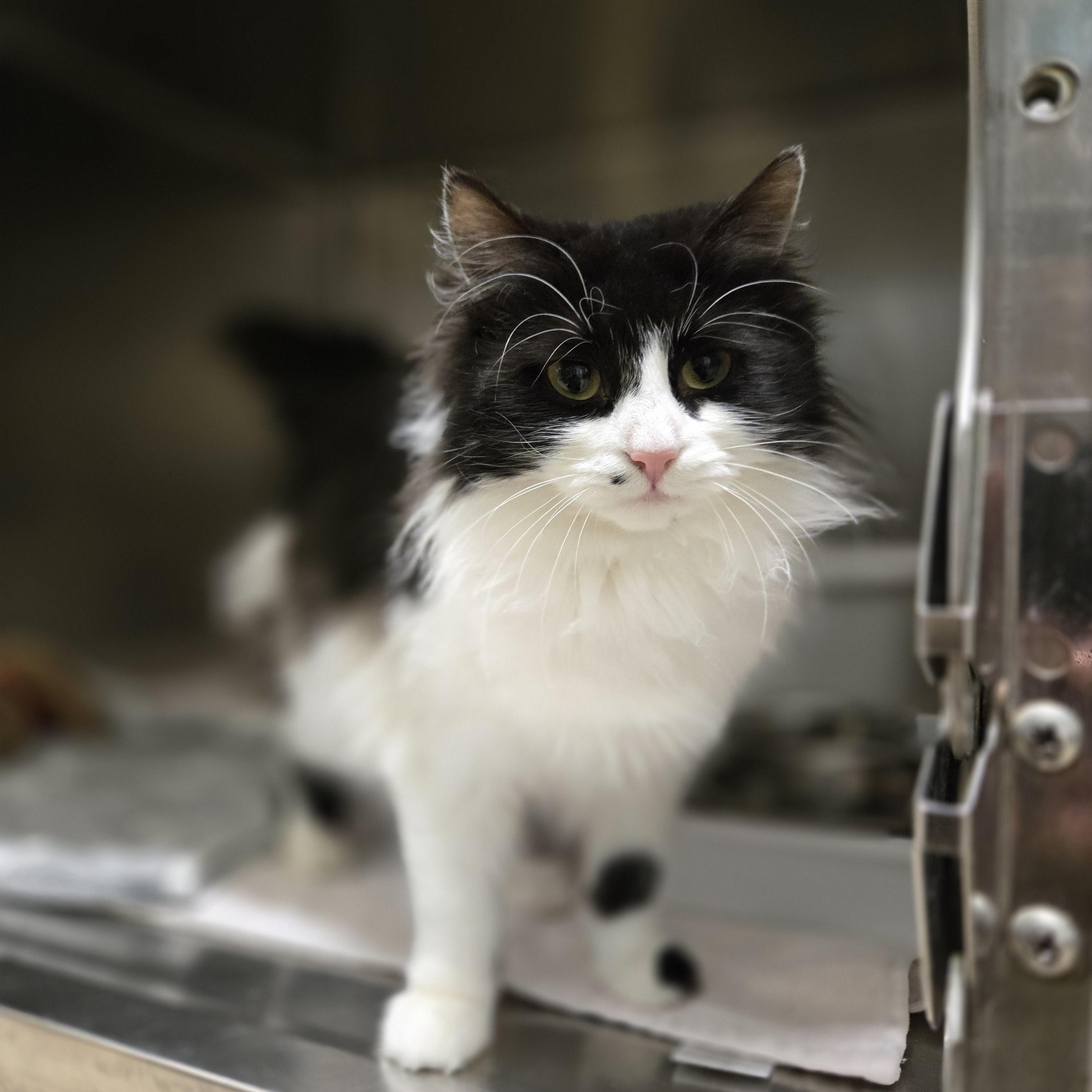 Enlarge Ophelia , an adopted Domestic Medium Hair in Paris, ME image 1/2