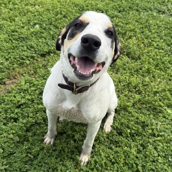 Enlarge Patches, a Adoptable mixed breed in Dallas, TX image 6/6