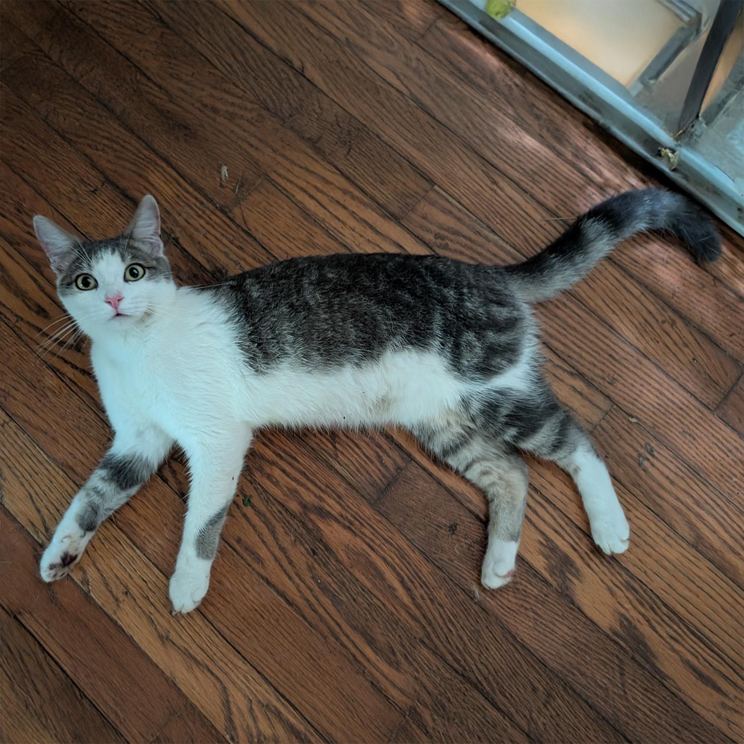 Stevie S., a Adoptable mixed breed in Somerset, KY image 3/3