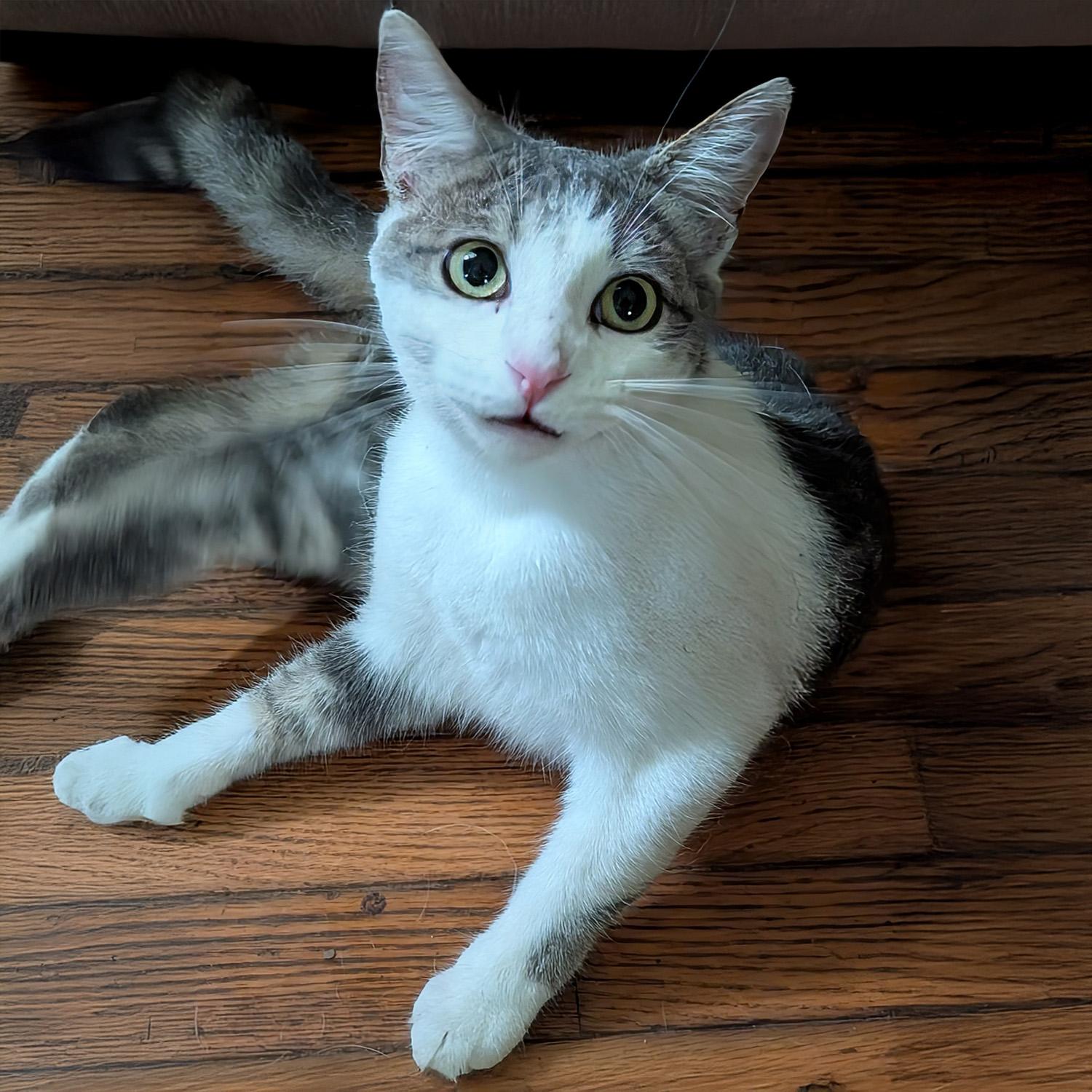 Stevie S., Adoptable, Young Male Domestic Short Hair & Tabby.