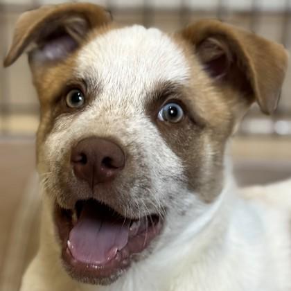 Charles Entertainment Cheese, Adoptable, Puppy Male Mixed Breed & Mixed Breed.