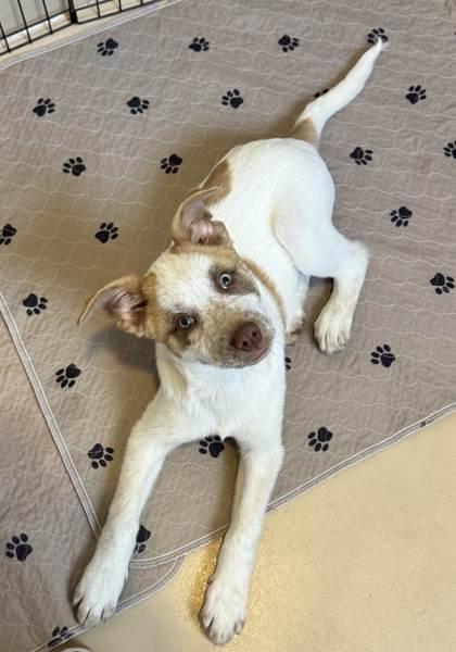 Enlarge Charles Entertainment Cheese, a Adoptable mixed breed in Pleasanton, CA image 2/3
