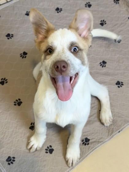 Enlarge Charles Entertainment Cheese, a Adoptable mixed breed in Pleasanton, CA image 3/3