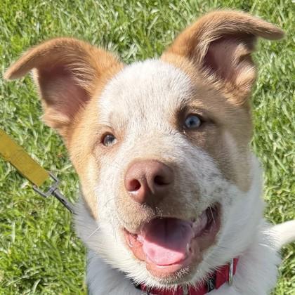 Charles Entertainment Cheese, Adoptable, Puppy Male Mixed Breed & Mixed Breed.