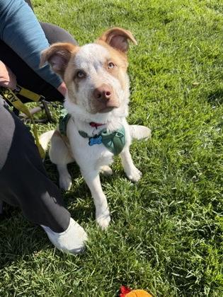 Enlarge Charles Entertainment Cheese, a Adoptable mixed breed in Pleasanton, CA image 2/3