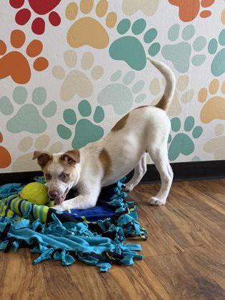 Enlarge Charles Entertainment Cheese, a Adoptable mixed breed in Pleasanton, CA image 3/3