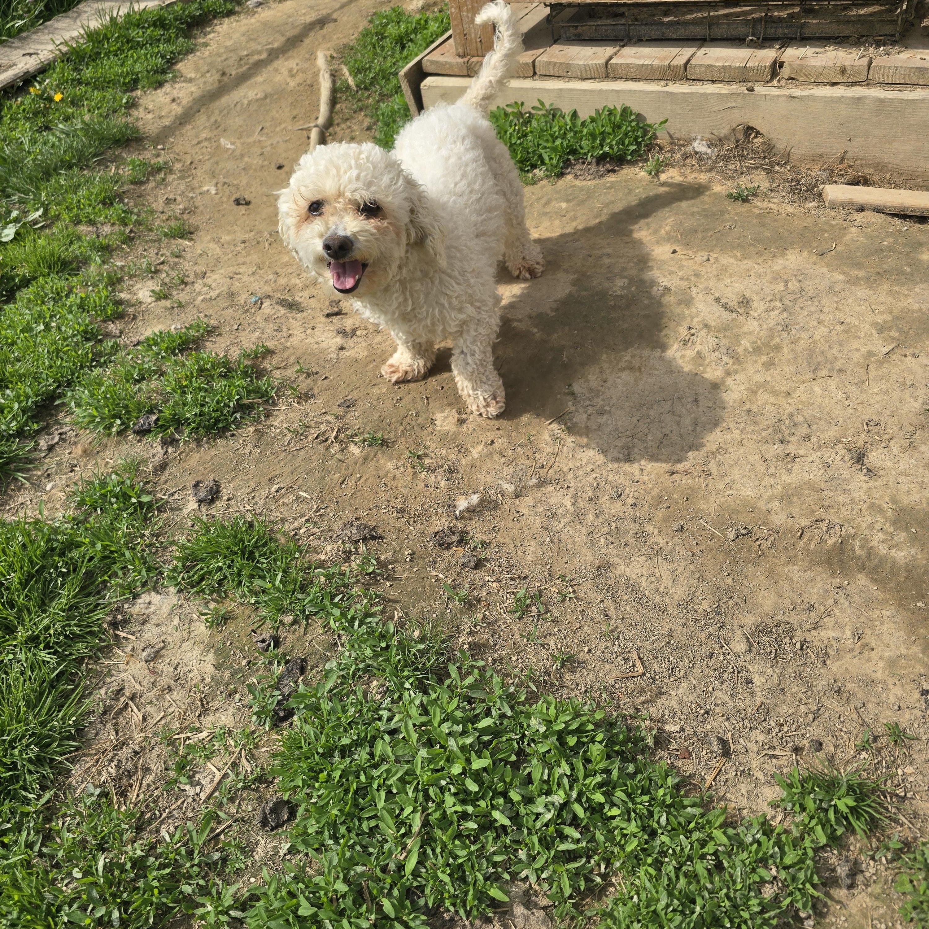 Shay, adoptable, Adult Female Bichon Frise.