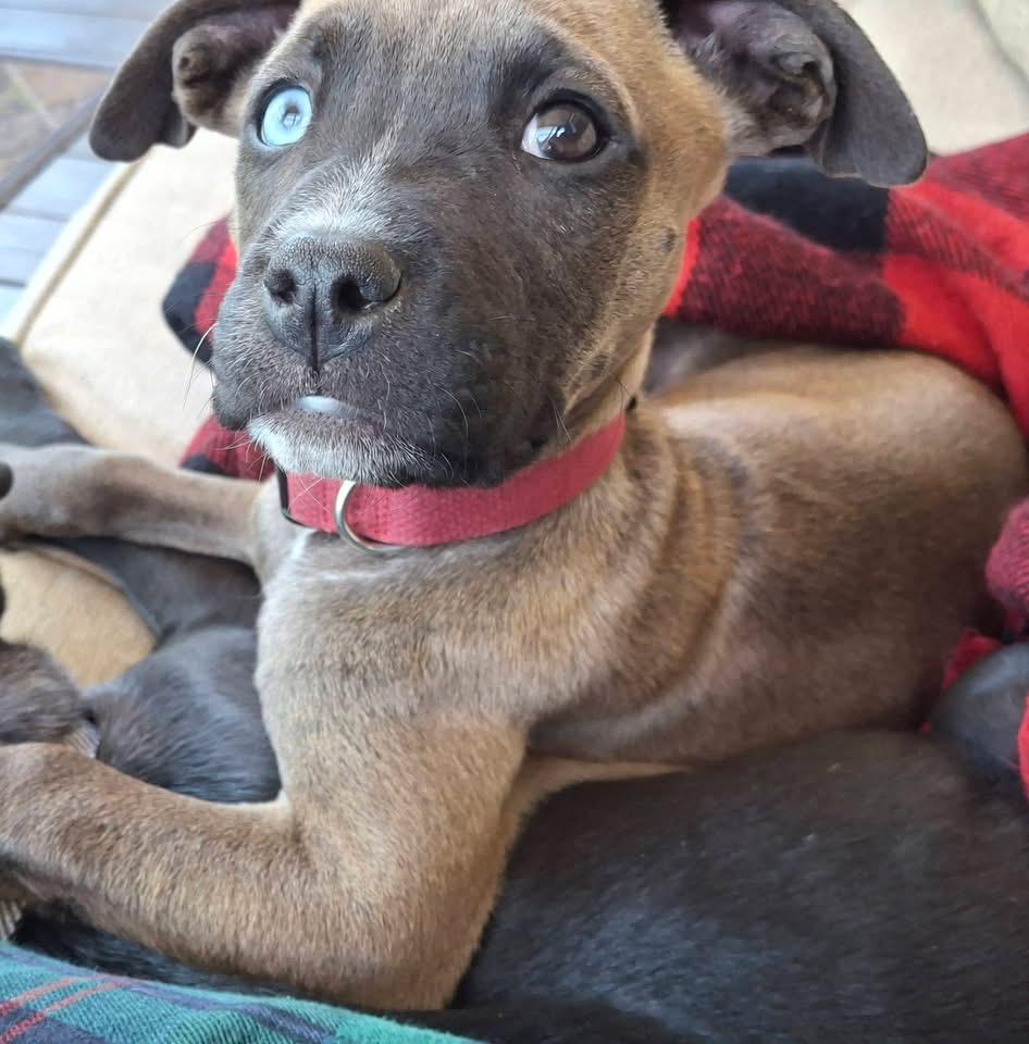 Appolonia(Polly), Adoptable, Puppy Female Terrier & Terrier.