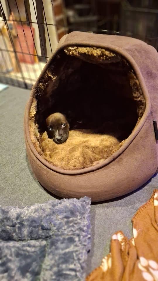 Appolonia(Polly), Adoptable, Puppy Female Terrier & Terrier.