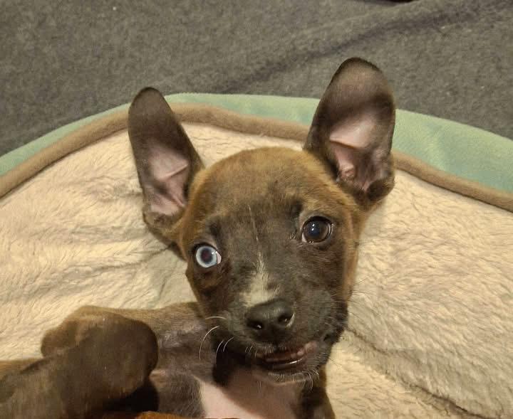 Enlarge Appolonia(Polly), a Adoptable mixed breed in Berlin, NJ image 2/3