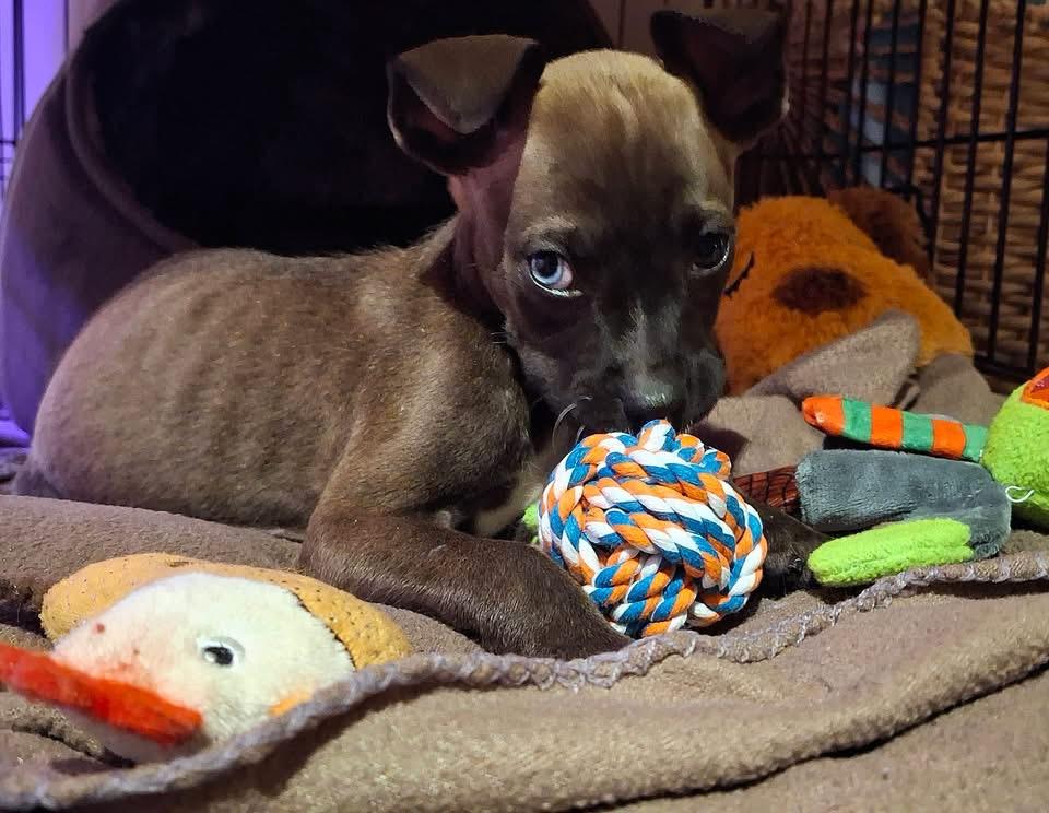 Enlarge Appolonia(Polly), a Adoptable mixed breed in Berlin, NJ image 3/3