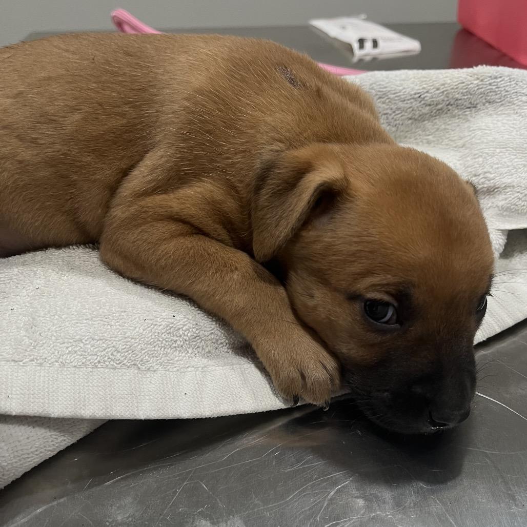 Lilly, Adoptable, Puppy Female Rottweiler & Mixed Breed.