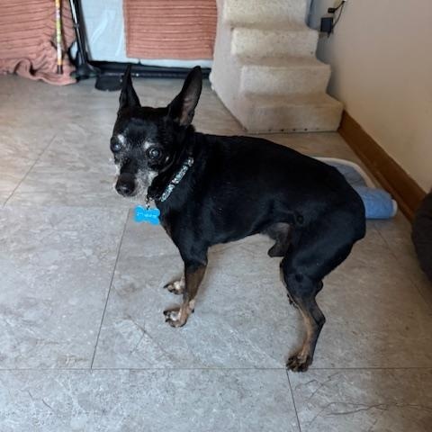 Jazz-ADOPTED, Adopted, Senior Male Miniature Pinscher.