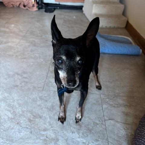 Enlarge Jazz-ADOPTED, a Adopted Miniature Pinscher in West Bloomfield, MI image 2/2