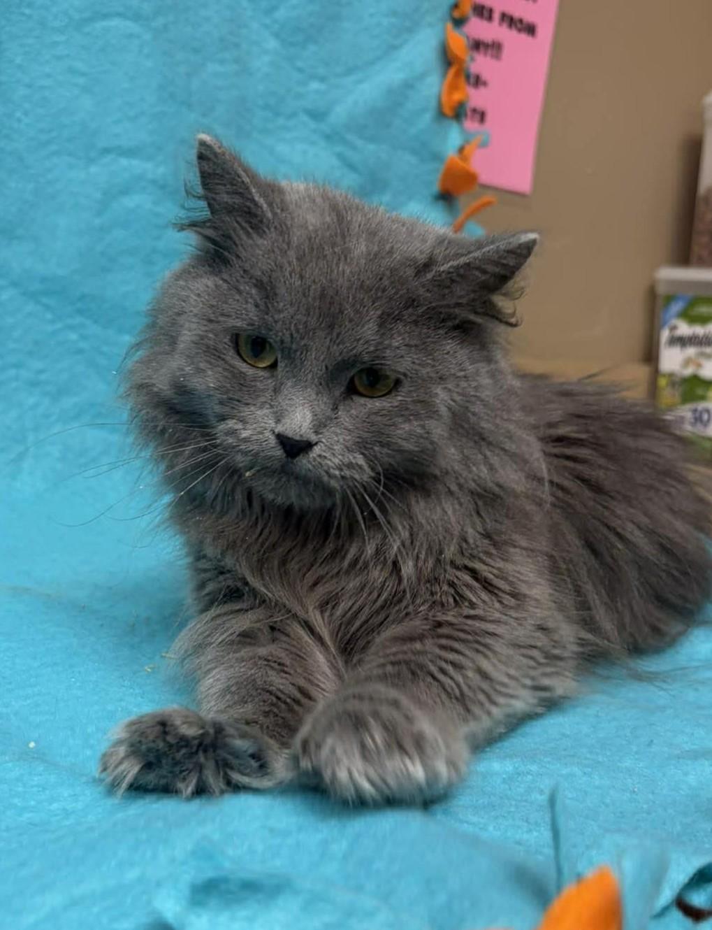 Whisk, adopted, Young Female Domestic Long Hair.