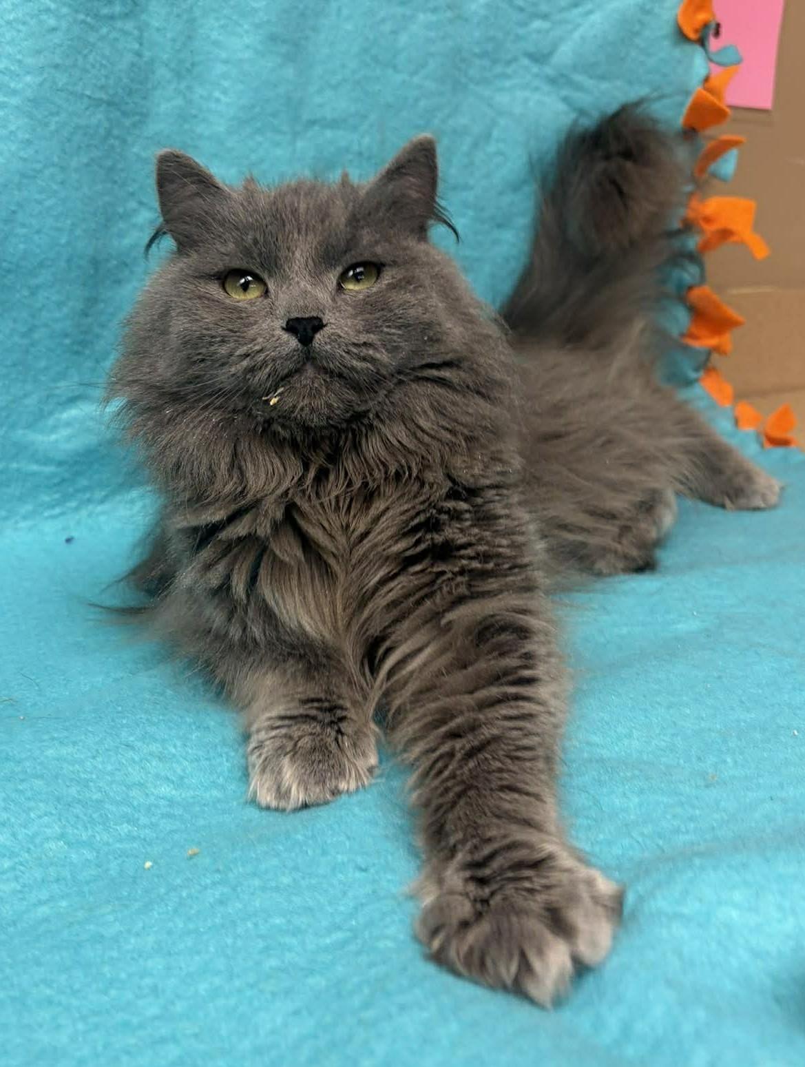 Enlarge Whisk, an adopted mixed breed in Maryville, MO image 3/3