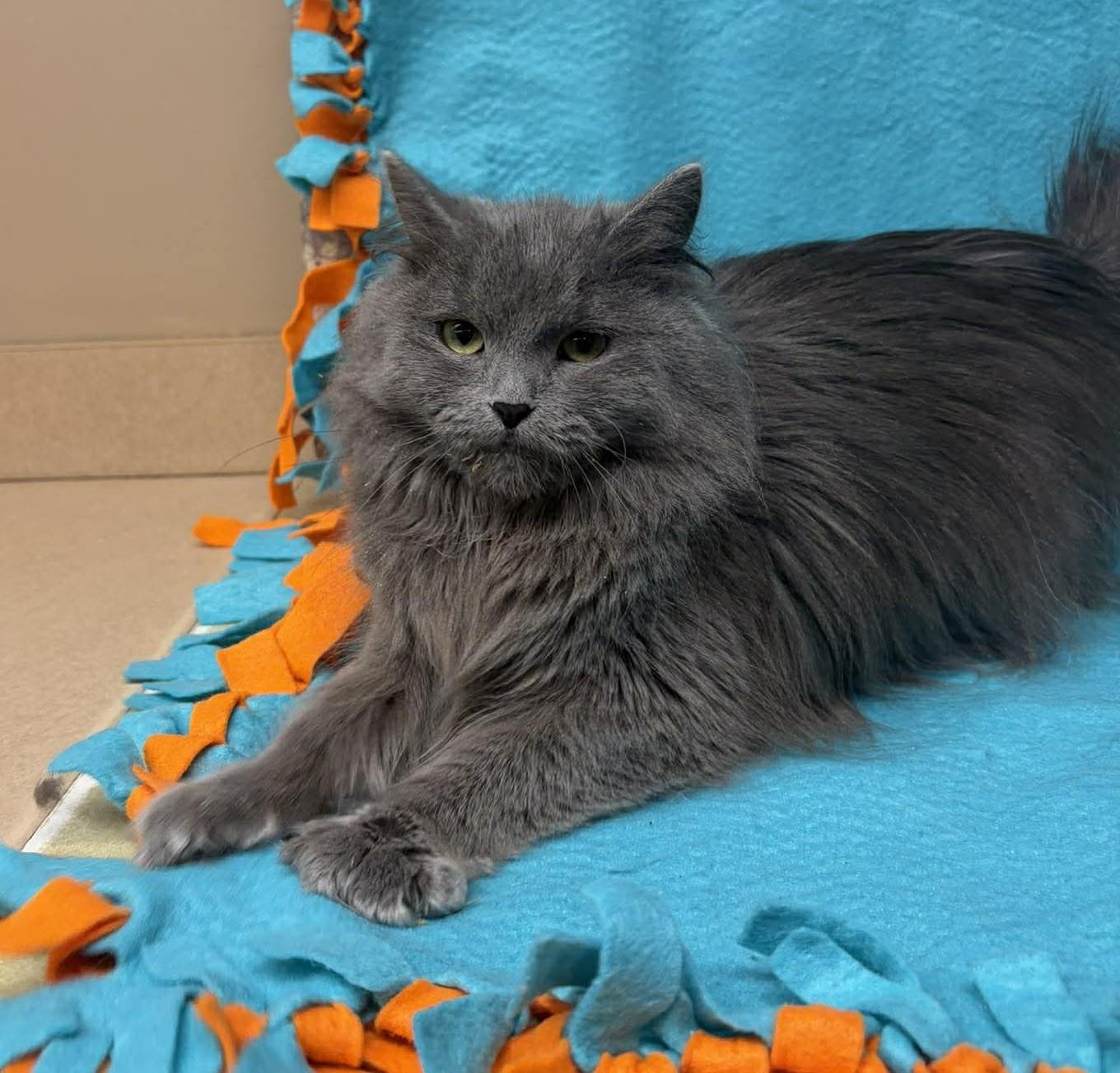 Enlarge Whisk, an adopted mixed breed in Maryville, MO image 2/3