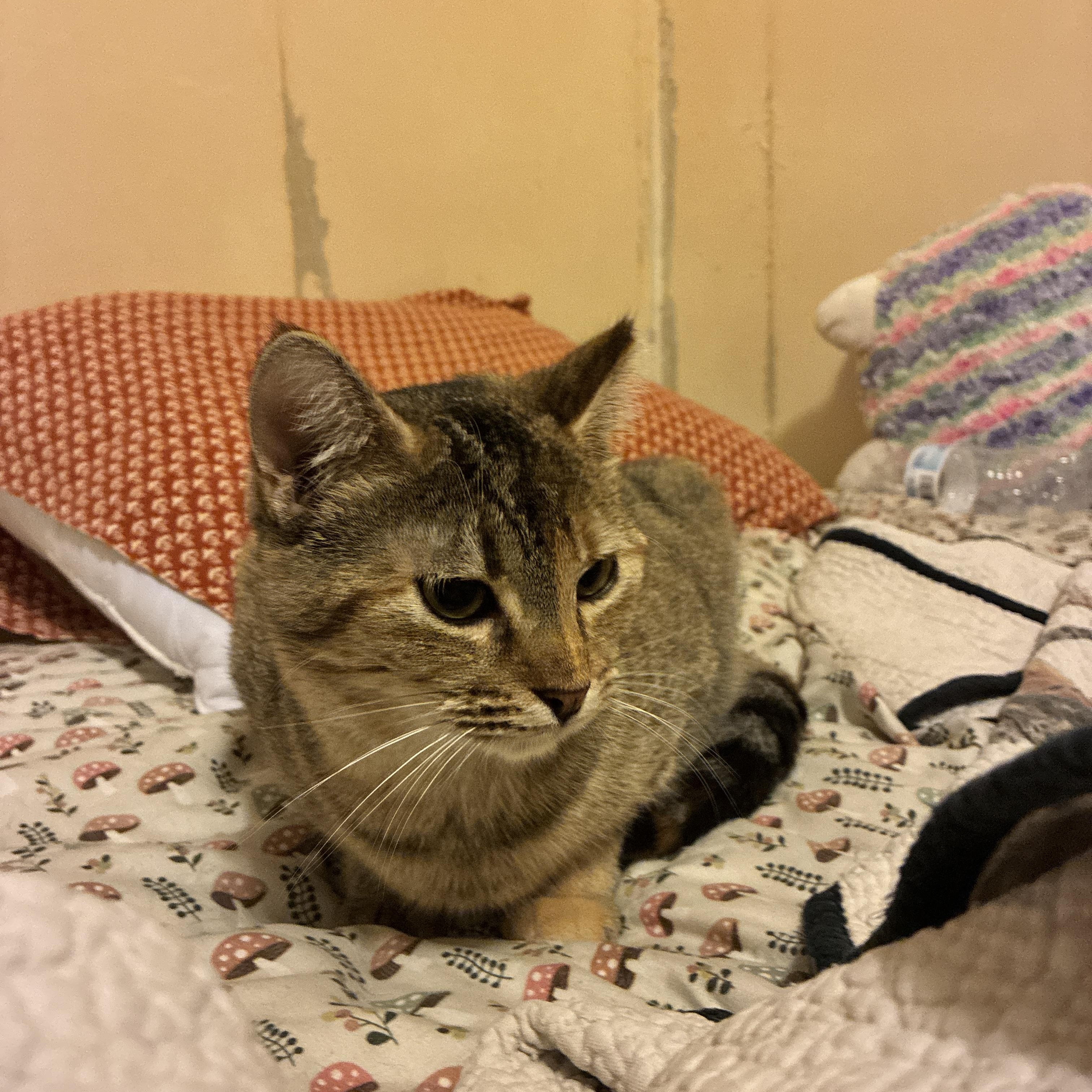 Lady Bird, a Adoptable Domestic Short Hair in Manhattan , KS image 3/4