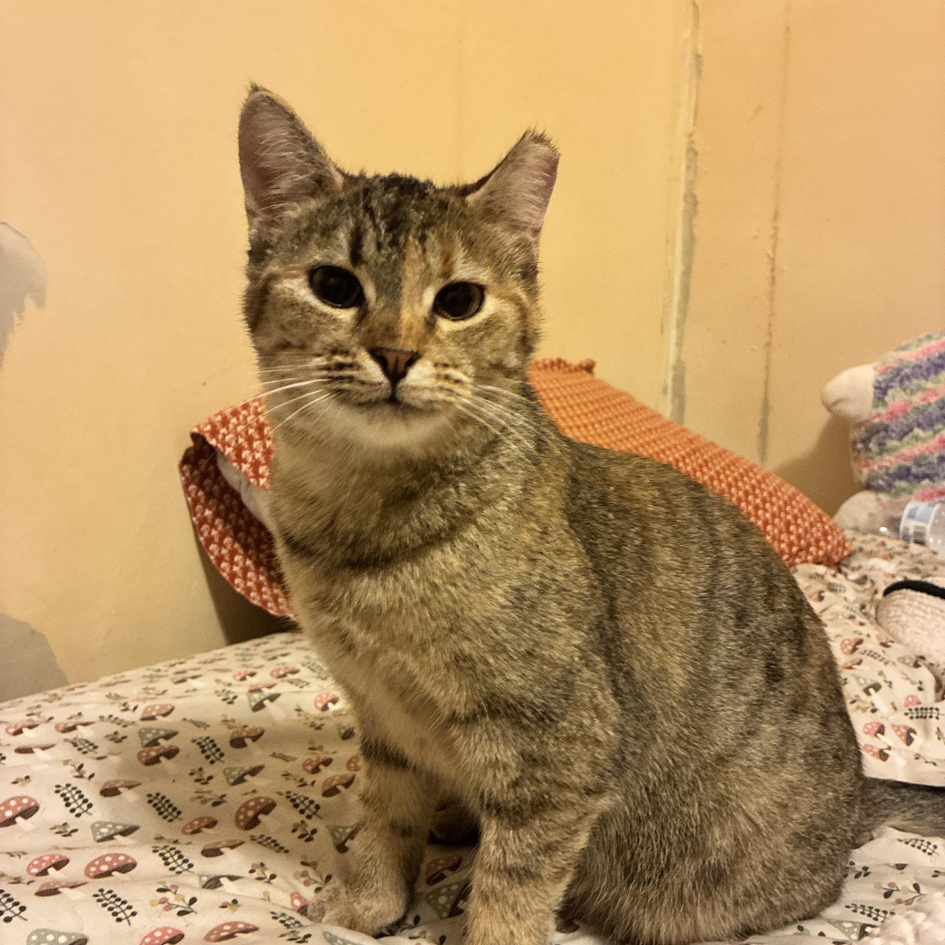 Lady Bird, a Adoptable Domestic Short Hair in Manhattan , KS image 2/4