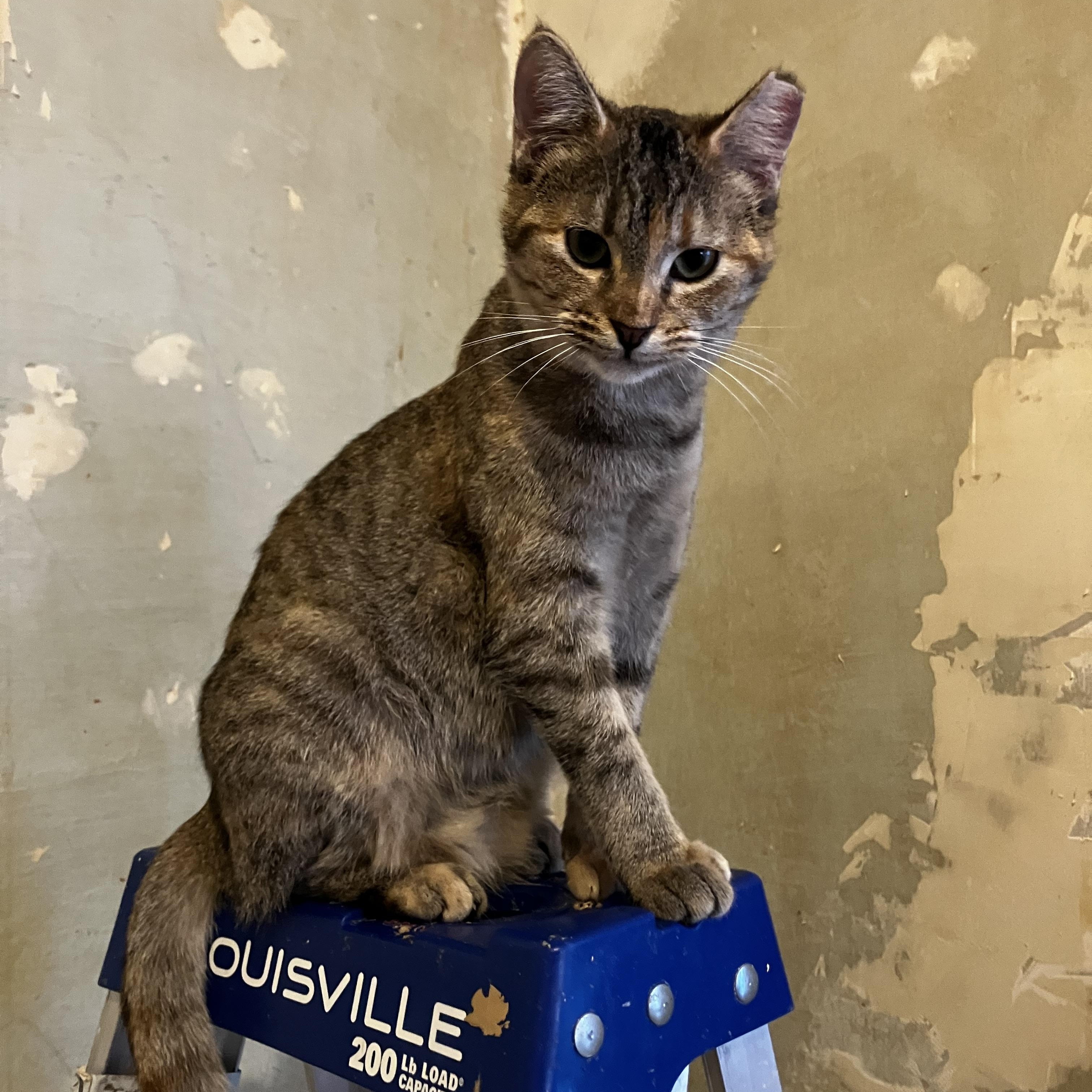 Lady Bird, a Adoptable Domestic Short Hair in Manhattan , KS image 1/4