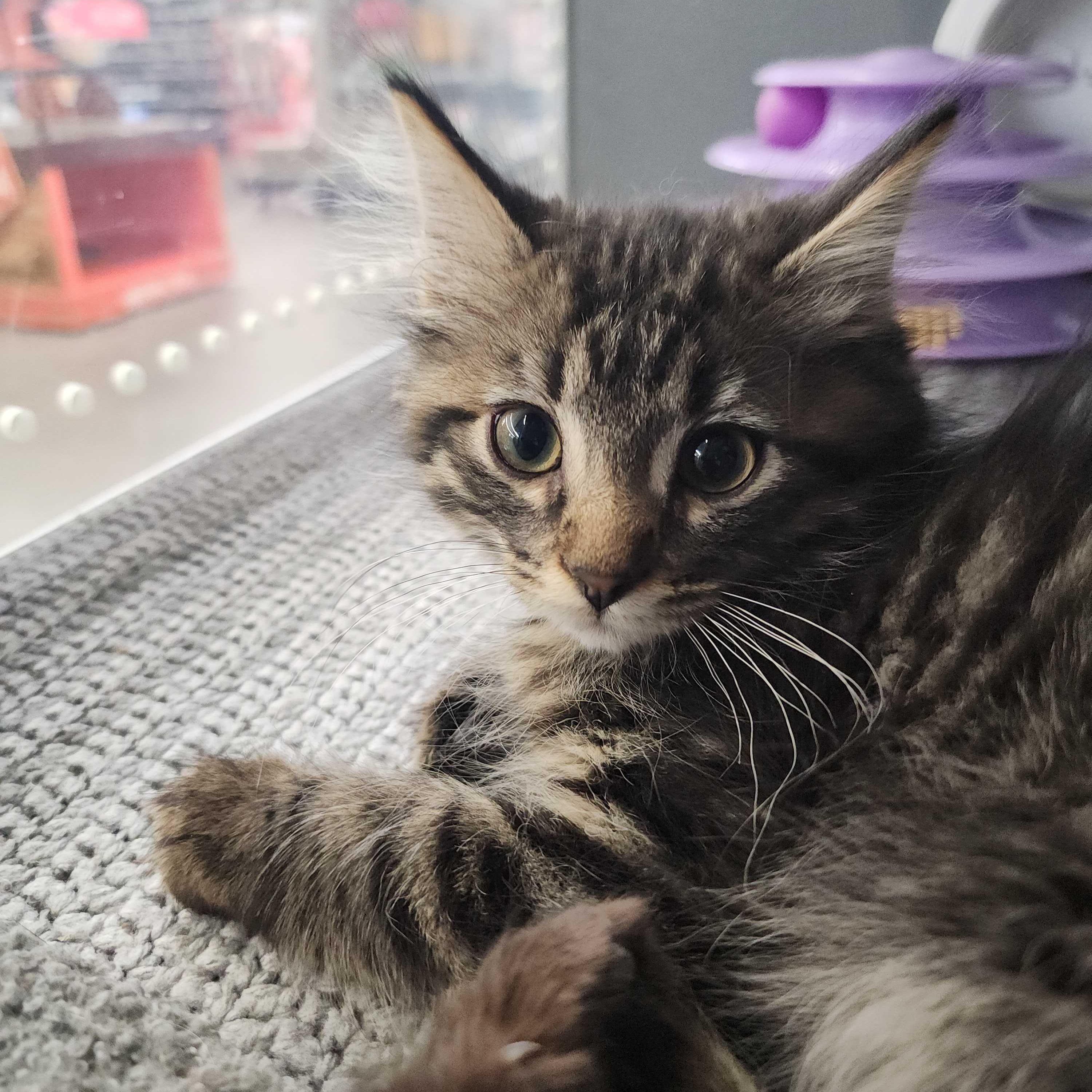 Cedar, ADOPTABLE, Kitten Male Domestic Long Hair.