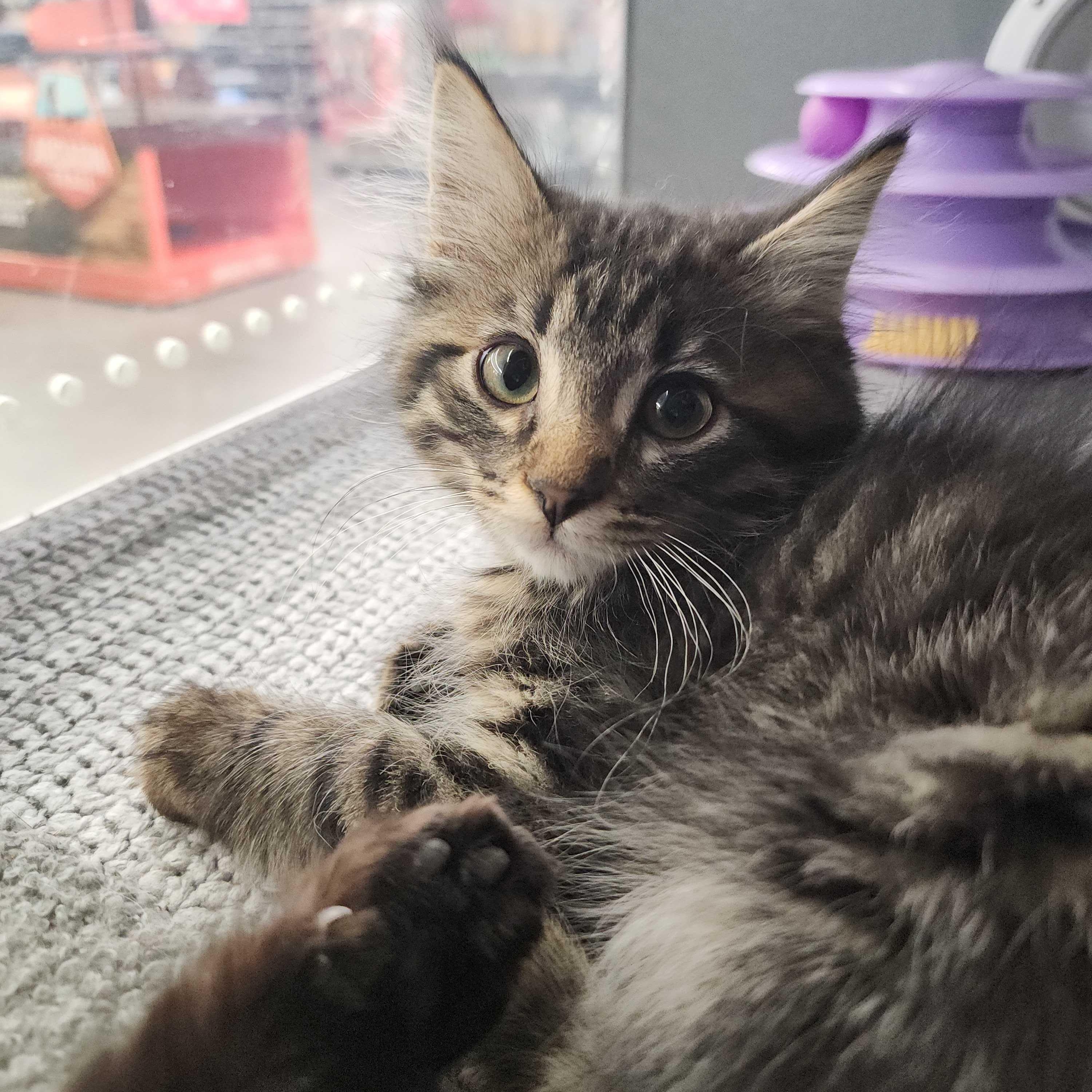 Cedar, a ADOPTABLE Domestic Long Hair in Midvale, UT image 3/3