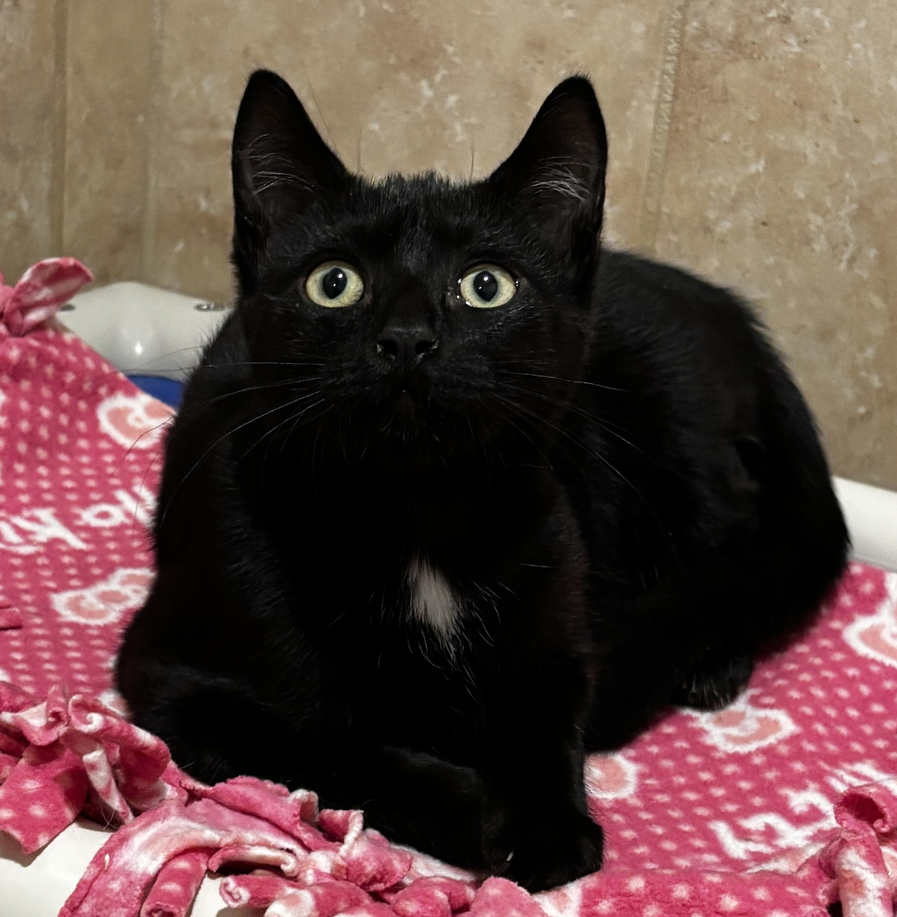 Enlarge Clara, an adopted Domestic Short Hair in Rochester, NY image 3/6