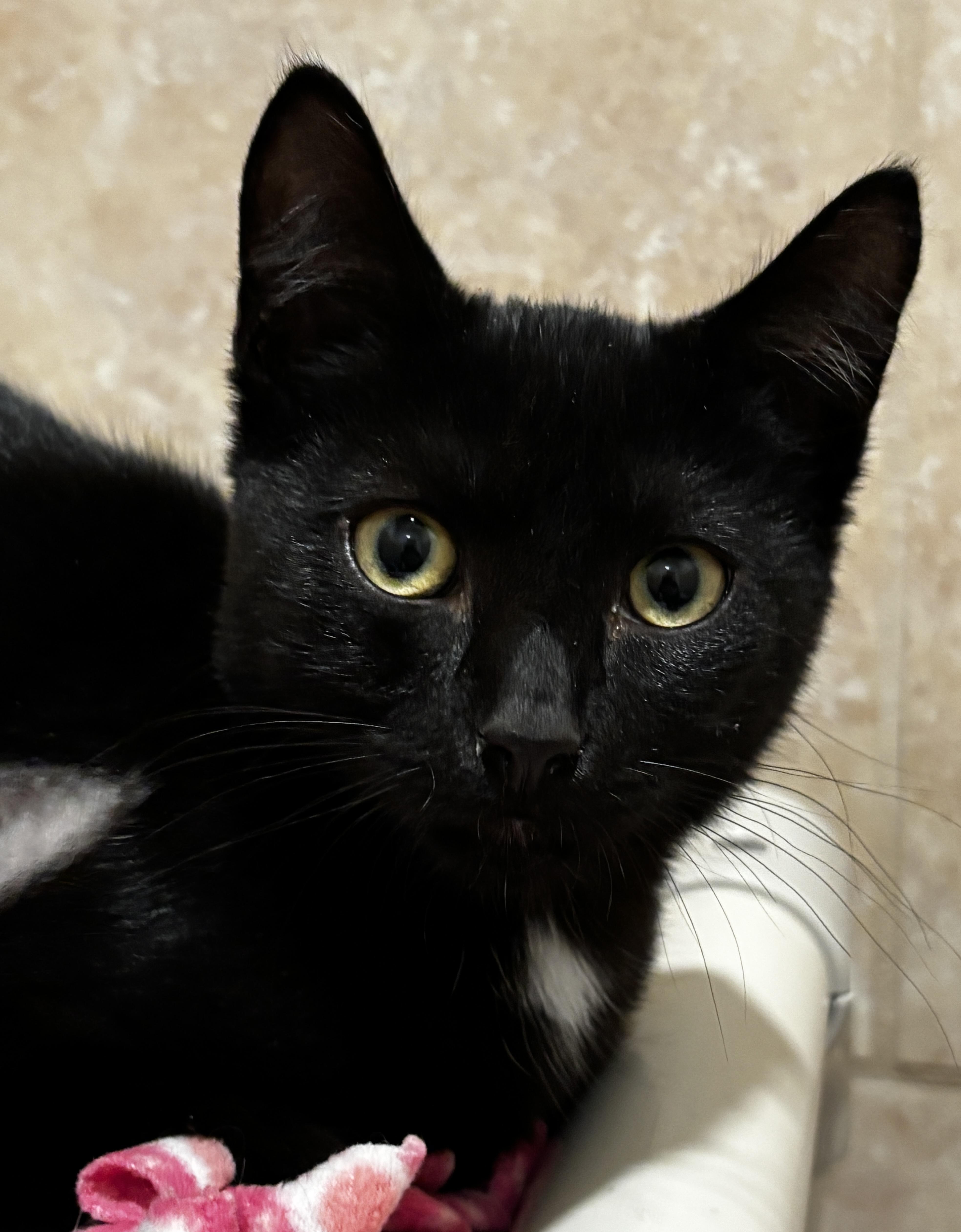 Enlarge Clara, an adopted Domestic Short Hair in Rochester, NY image 6/6