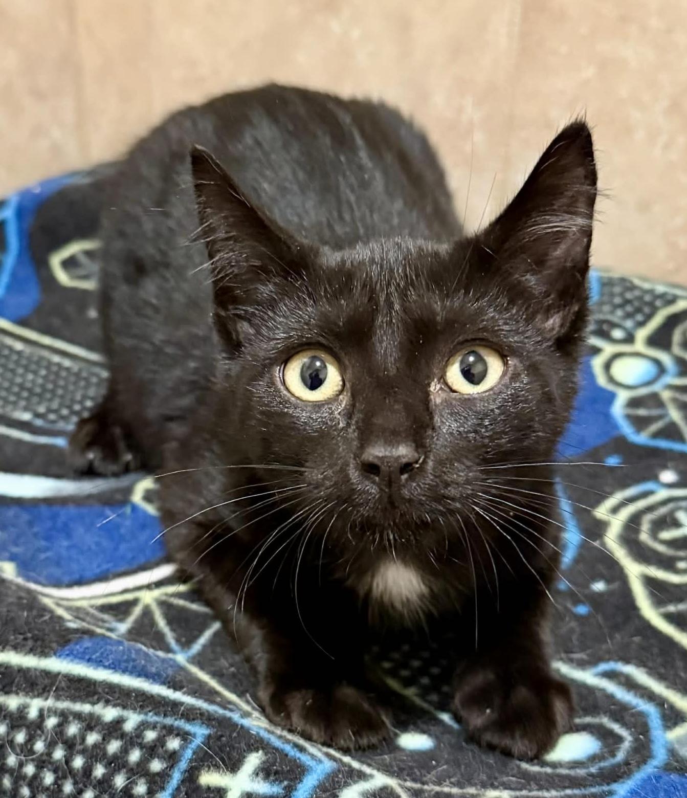 Enlarge Clara, an adopted Domestic Short Hair in Rochester, NY image 2/6