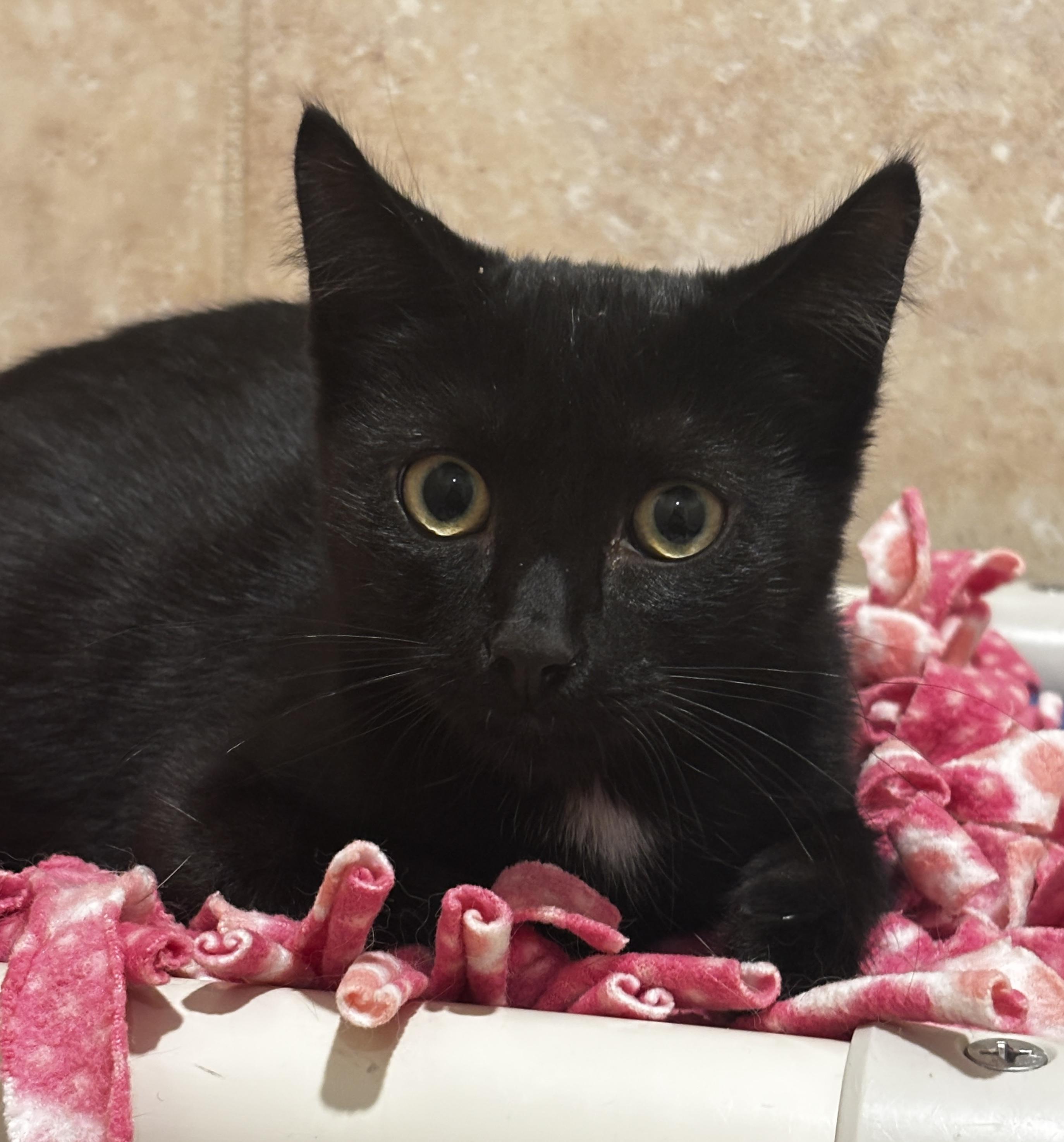 Enlarge Clara, an adopted Domestic Short Hair in Rochester, NY image 5/6